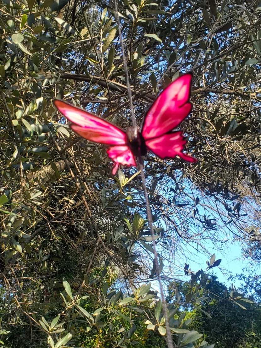 Pink butterfly in olive tree